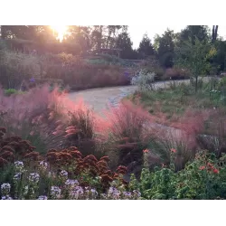 Muhlenbergia Capillaris