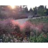 Muhlenbergia Capillaris