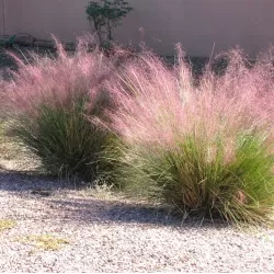 Muhlenbergia Capillaris