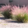 Muhlenbergia Capillaris