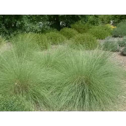Muhlenbergia Capillaris