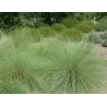 Muhlenbergia Capillaris