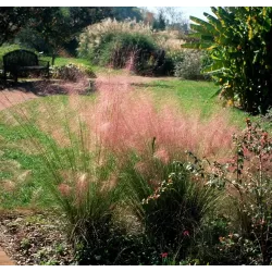 Muhlenbergia Capillaris