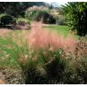 Muhlenbergia Capillaris