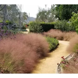 Muhlenbergia Capillaris