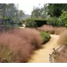 Muhlenbergia Capillaris