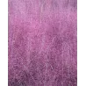 Muhlenbergia Capillaris