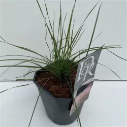 Muhlenbergia Capillaris