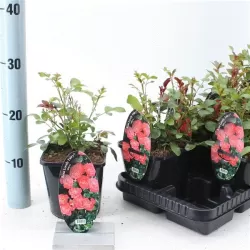TIK RUGSĖJĮ: Rosa patio Lovely Fairy 14Ø