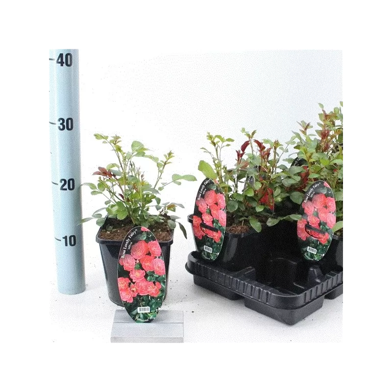Rosa patio Lovely Fairy p14