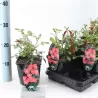 Rosa patio Lovely Fairy p14
