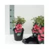 Rosa patio Lovely Fairy p14