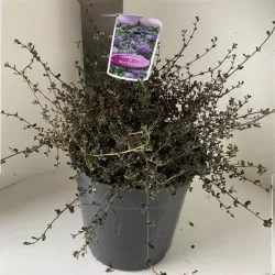 TIK RUGSĖJĮ: Ceanotas Ceanothus BLUE SAPPHIRE 29Ø