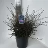 TIK RUGSĖJĮ: Ceanotas Ceanothus BLUE SAPPHIRE 29Ø