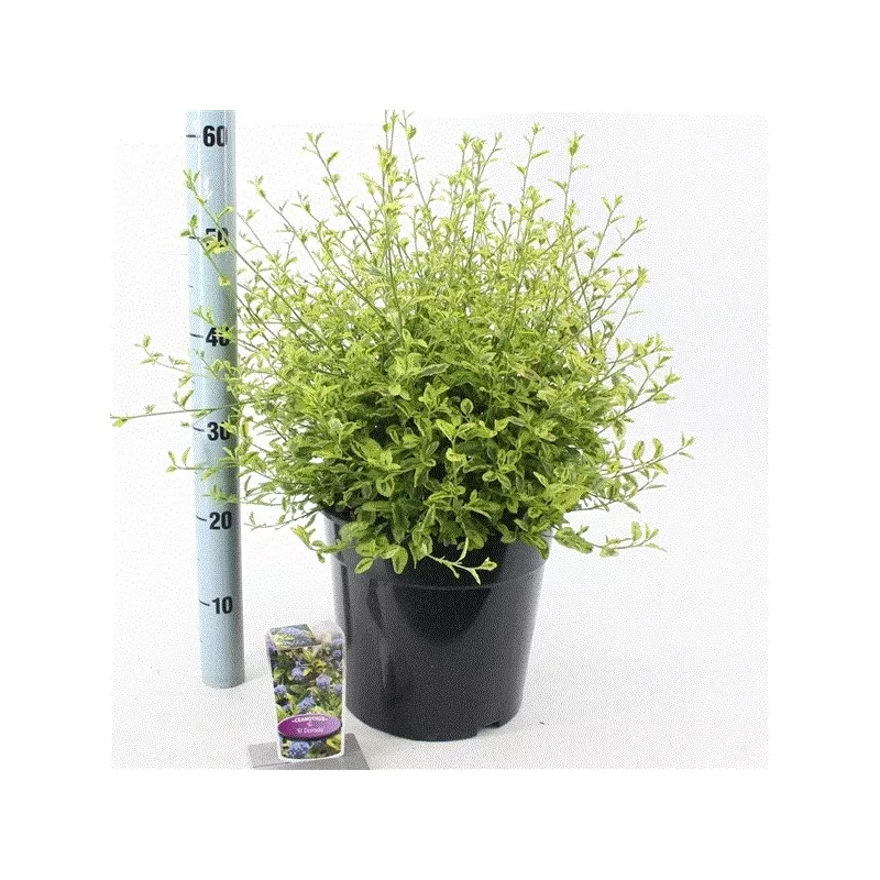 TIK RUGSĖJĮ: Ceanotas Ceanothus ELDORADO 29Ø