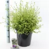 TIK RUGSĖJĮ: Ceanotas Ceanothus ELDORADO 29Ø