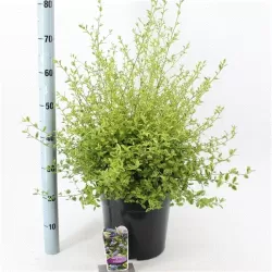 TIK RUGSĖJĮ: Ceanotas Ceanothus ELDORADO 29Ø