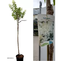 Šluotelinė hortenzija - Hydrangea paniculata BOBO