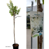 Šluotelinė  hortenzija - Hydrangea paniculata BOBO