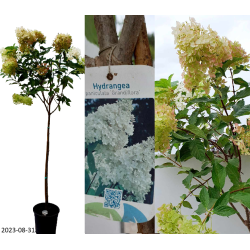 Šluotelinė hortenzija - Hydrangea paniculata GRANDIFLORA