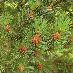 Kalninė pušis - Pinus uncinata