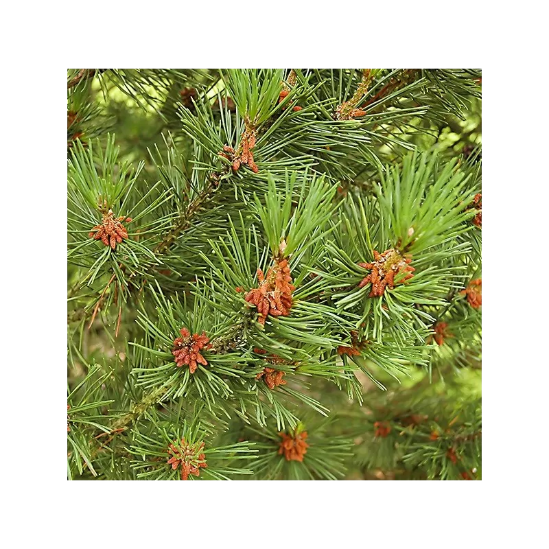 Kalninė pušis - Pinus uncinata Kalninė pušis - Pinus uncinata