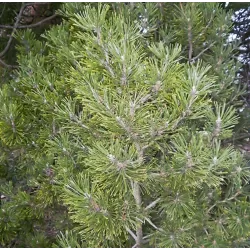 Kalninė pušis - Pinus uncinata