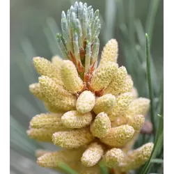 Garden plants/Trees/Flowers/ web-shop