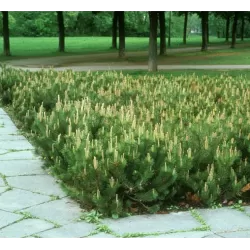 Garden plants/Trees/Flowers/ web-shop