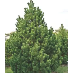 Kalninė pušis - Pinus uncinata