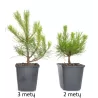 Kalninė pušis - Pinus uncinata