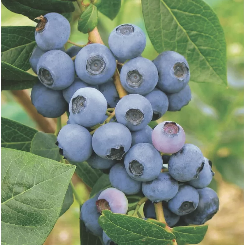 Vaccinium corymbosum EARLIBLUE