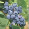 Vaccinium corymbosum EARLIBLUE
