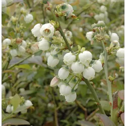 Aukštoji šilauogė (l. ankstyva) - Vaccinium corymbosum EARLIBLUE