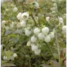 Vaccinium corymbosum EARLIBLUE
