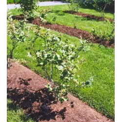 Vaccinium corymbosum EARLIBLUE