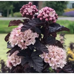 Physocarpus opulifolius PANTHER