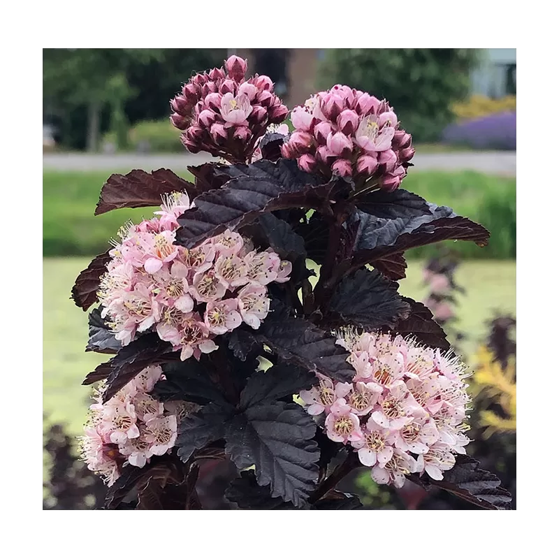 Putinalapis pūslenis - Physocarpus opulifolius PANTHER