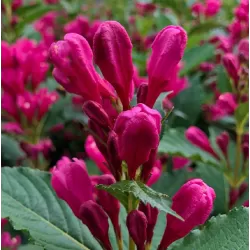 Veigelė - Weigela BIG LOVE ®