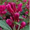Veigelė - Weigela BIG LOVE ®