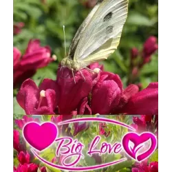 Veigelė - Weigela BIG LOVE ®