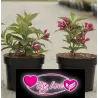 Veigelė - Weigela BIG LOVE ®