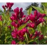 Veigelė - Weigela BIG LOVE ®