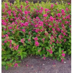 Veigelė - Weigela BIG LOVE ®