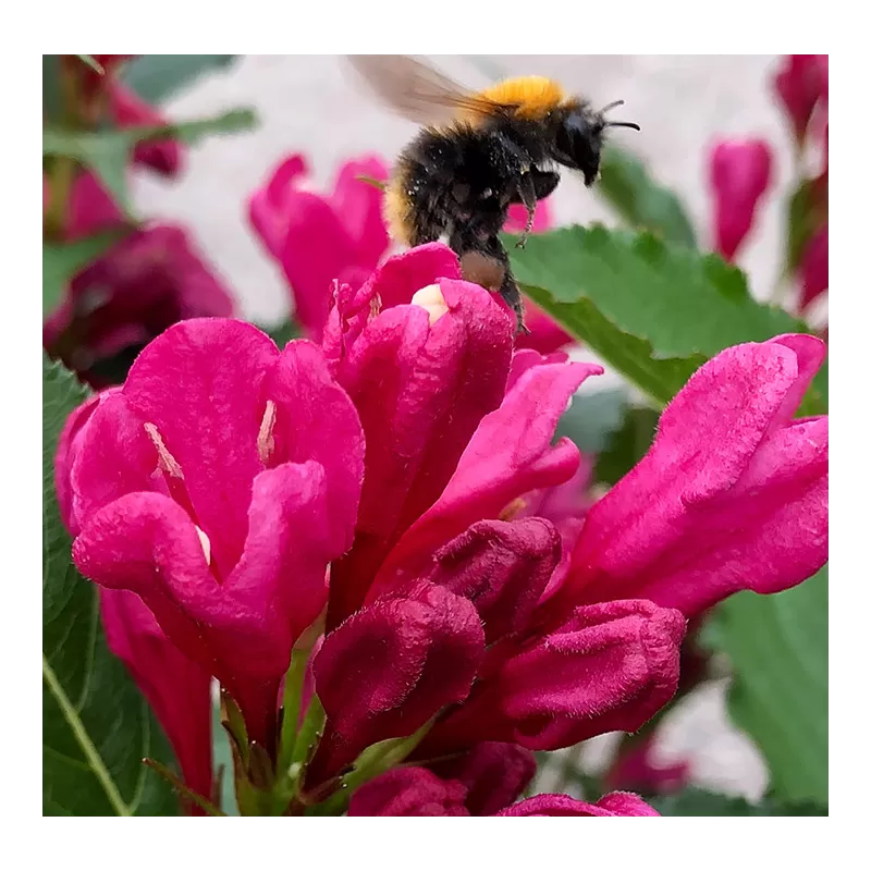 Veigelė - Weigela BIG LOVE ®