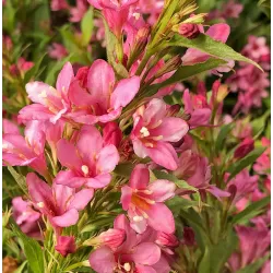 Veigelė - Weigela PICOBELLA ROSSO