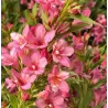 Veigelė - Weigela PICOBELLA ROSSO