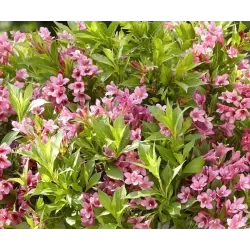 Veigelė - Weigela PICOBELLA ROSSO