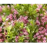 Veigelė - Weigela PICOBELLA ROSSO