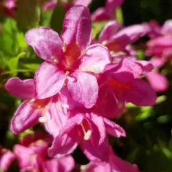 Veigelė - Weigela PICOBELLA ROSSO